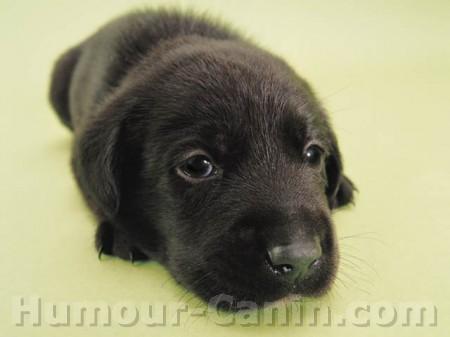 Petit chiot